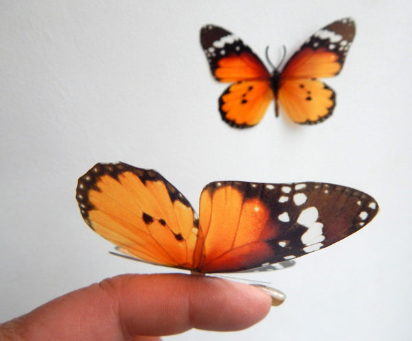 Download 6 Orange Luxury Truly Beautiful Butterflies 3d Butterfly Wall Art Or Flutterframes
