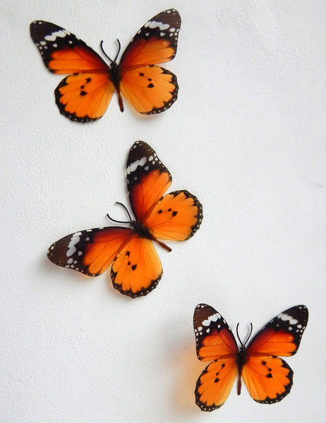 Download 6 Orange Luxury Truly Beautiful Butterflies 3d Butterfly Wall Art Or Flutterframes