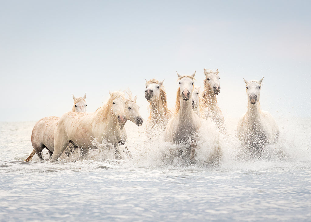 White Horses galloping in shallow ocean water.