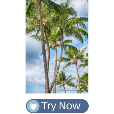 Tropical palms, palm trees, Hawaii photography art, try in room now