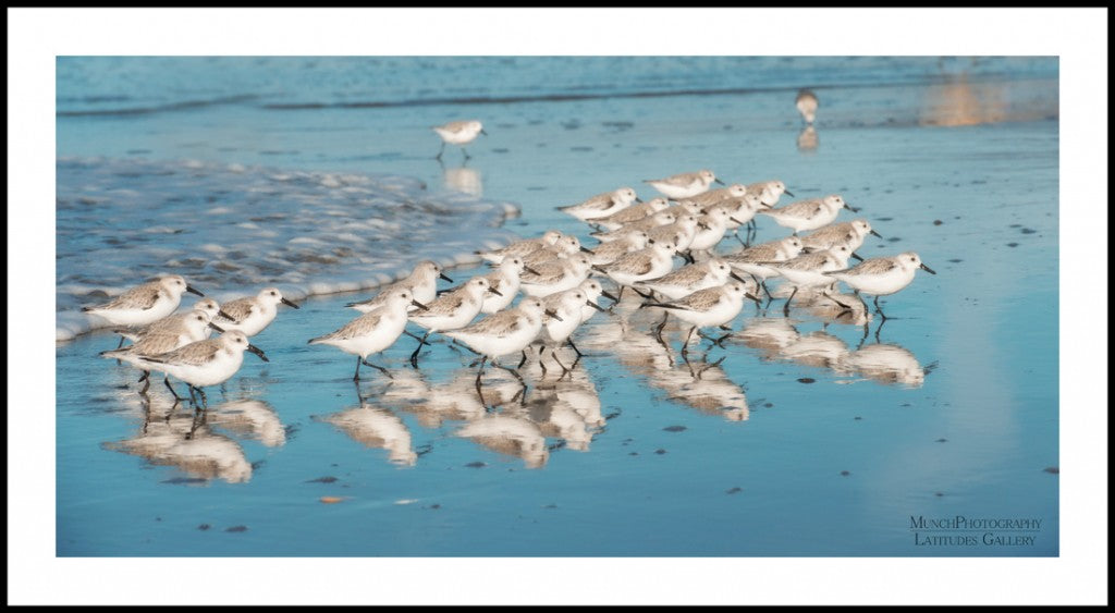 Sanderlings