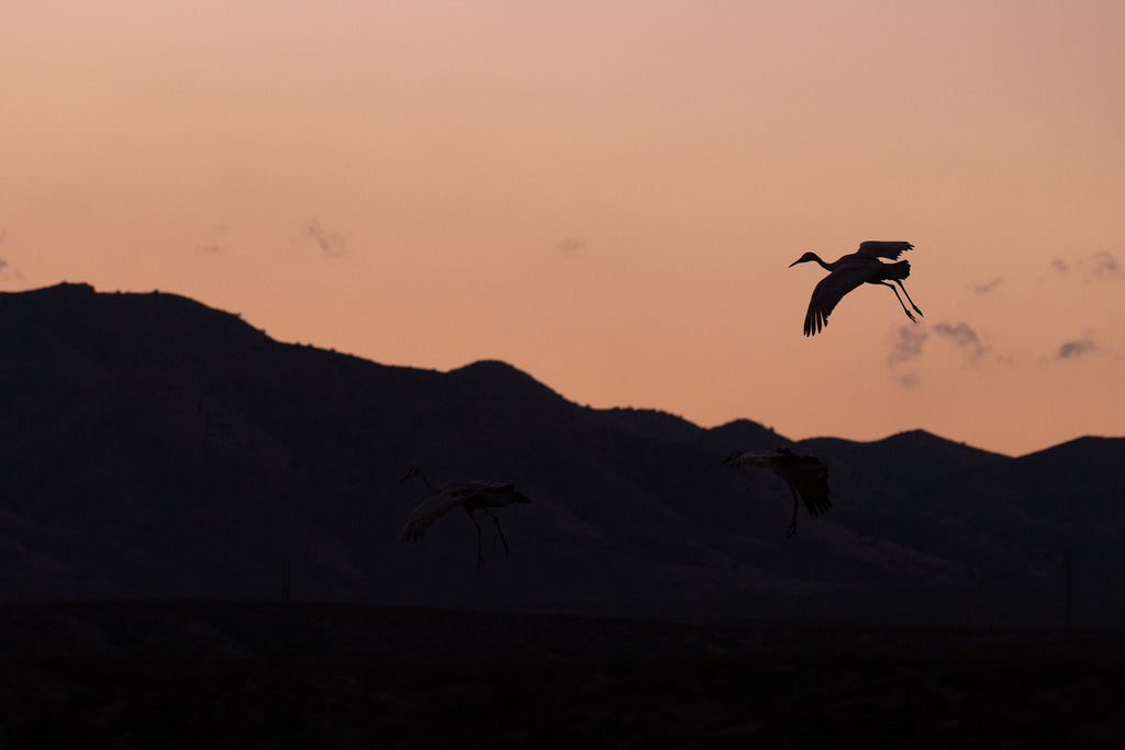Sandhill Crane landing at sunset.