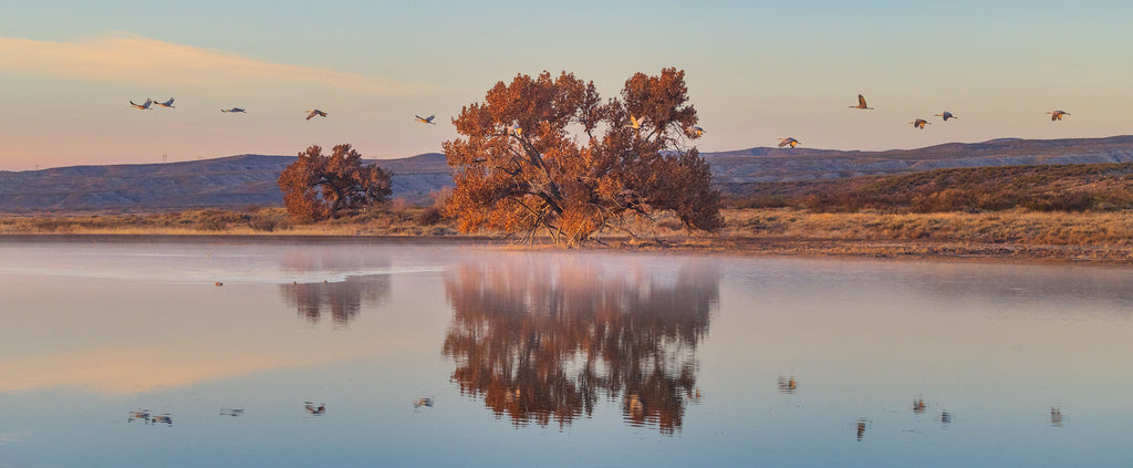 Sandhill Cranes in New Mexico at dawn