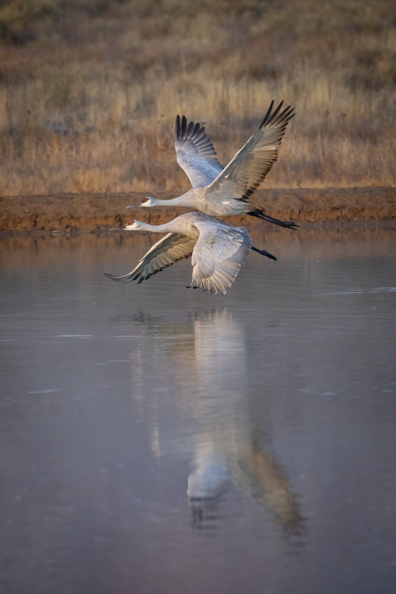 Two flying Sandhill Cranes in New Mexico with reflections on the Water