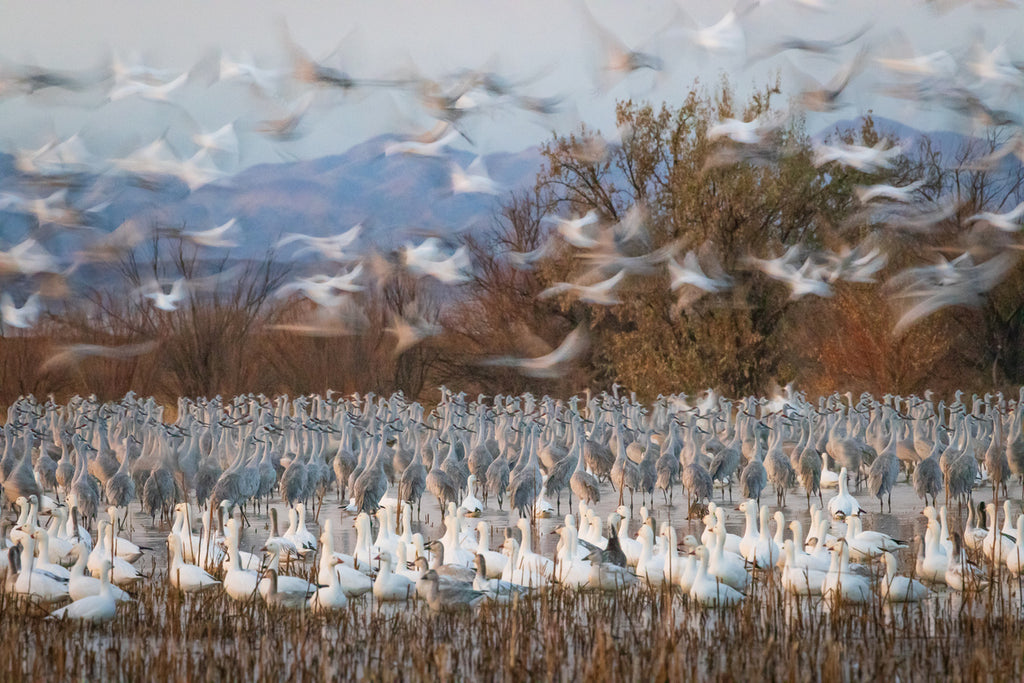Thousands of sandhill cranes and snow geese taking off in flight at dawn