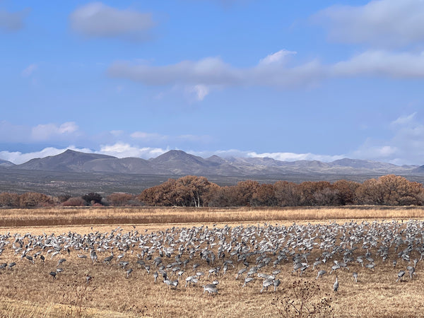 A field of Sandhill Cranes at Bosque Del Apache in New Mexico