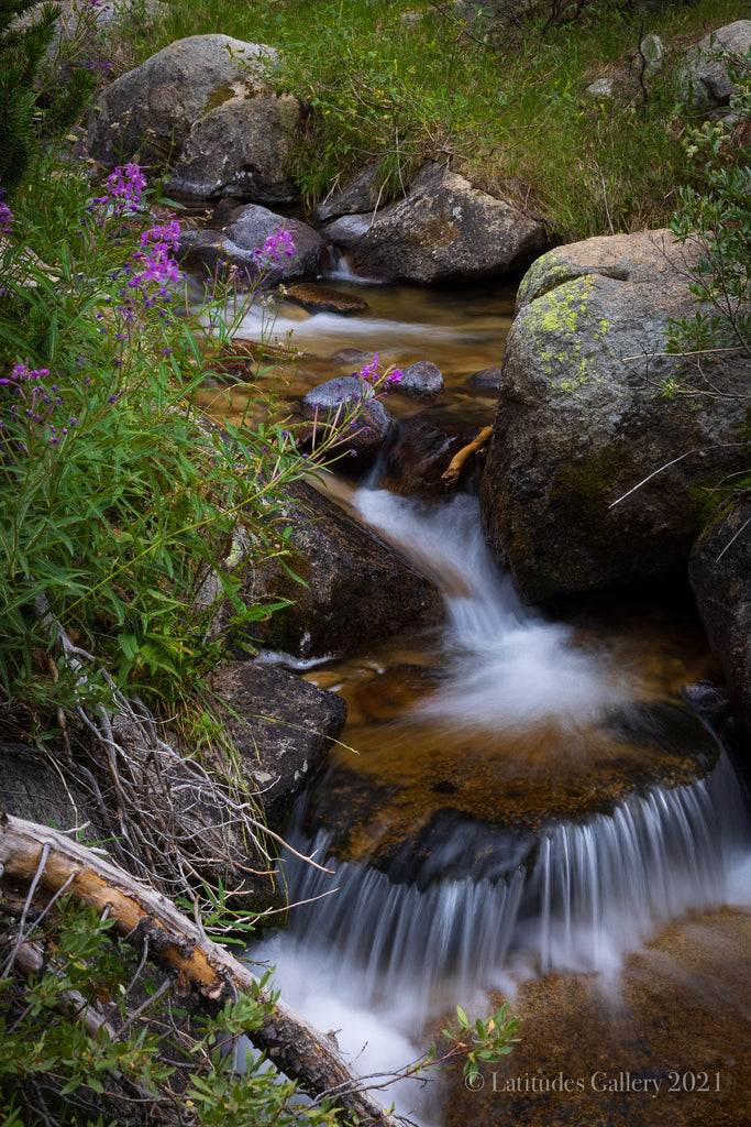 Creekside Beauty