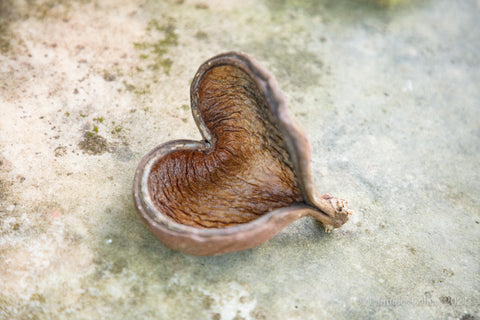 Photograph of a heart shaped seed pod on stone