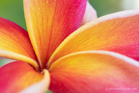 Plumeria Photograph