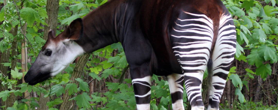 Okapi : la Licorne Africaine