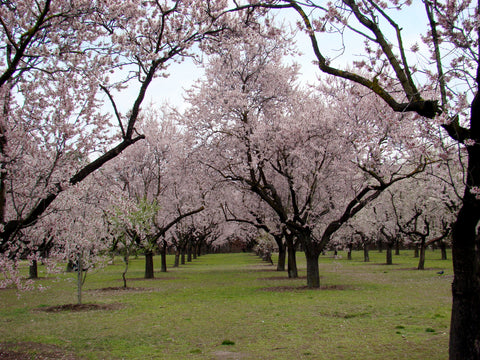 Foto de un conjunto de cerezos situados en el parque de la Quinta de los Molinos, en Madrid
