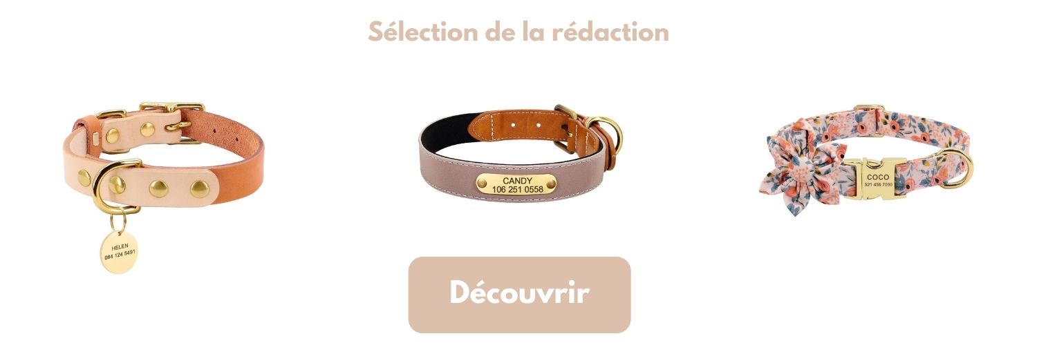 3 colliers pour chien personnalisables