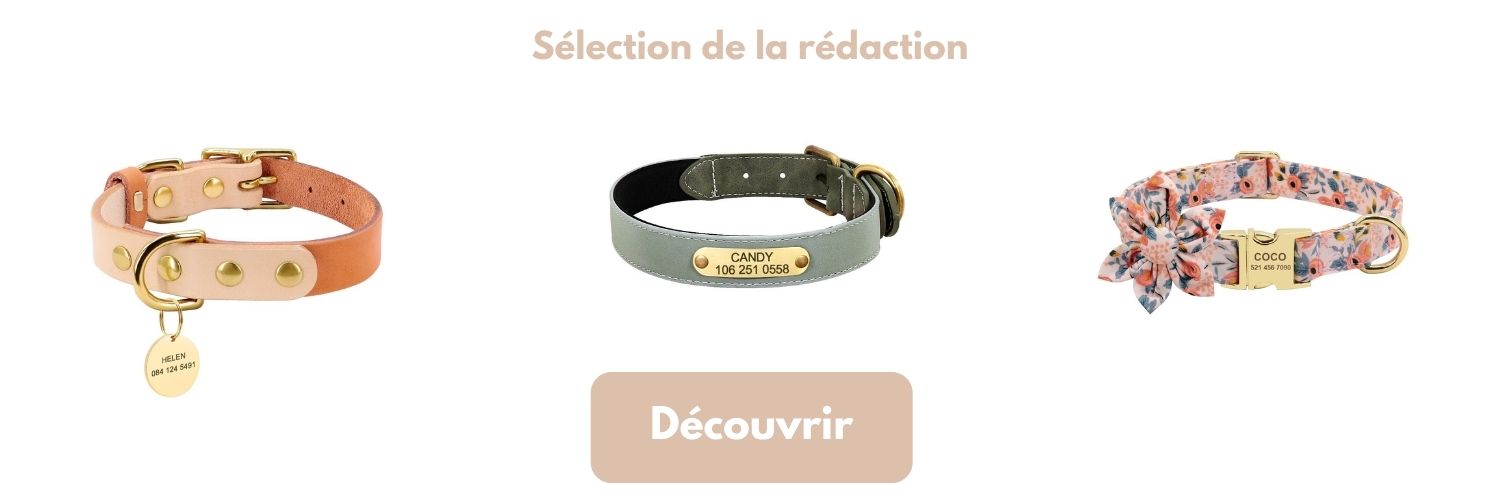 3 colliers pour chien personnalisés