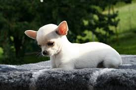 Chihuahua à poils courts