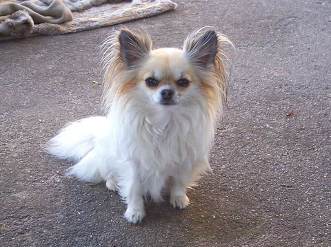Chihuahua Blanc à poils longs