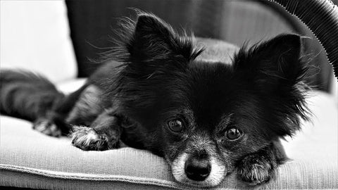 Chihuahua Noir allongé