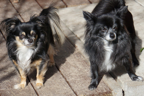 Chihuahua Noir et Chihuahua Fauve et Noir
