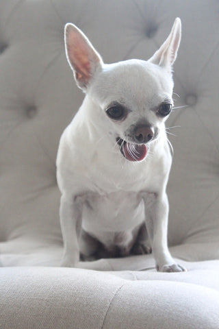 Chihuahua blanc qui bail
