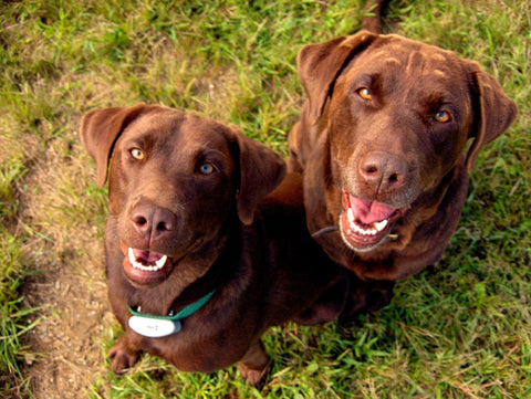 Deux Labradors chocolat