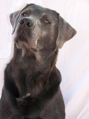Labrador de couleur charbon
