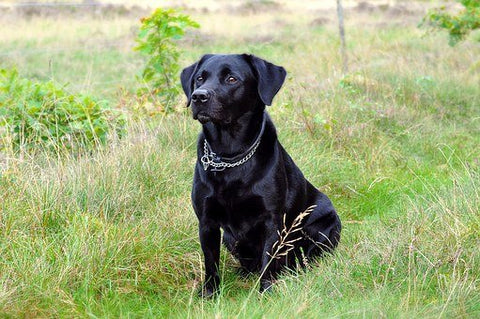 Labrador noir attentif