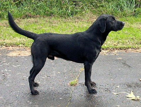 Labrador noir avec la queue en l'air