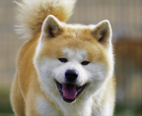 Le Akita Inu