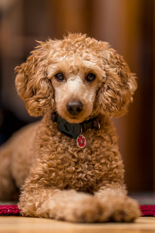 caniche avec un collier pour chien personnalisé
