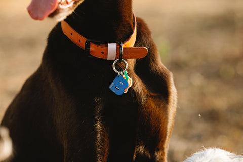 chien avec collier personnalisé