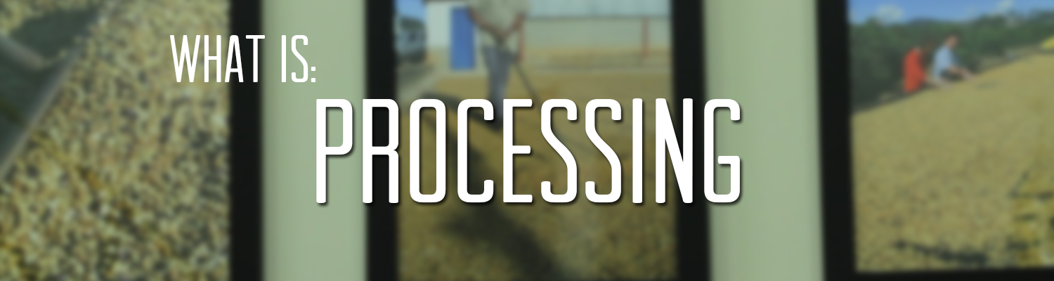 What is Coffee Processing? 