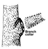 Branch Collar