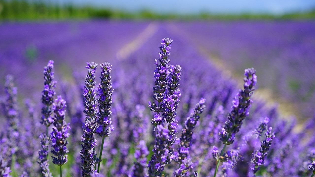 Lavender Field for Lavender Pillow Spray