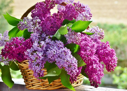 Basket of Lilac Flowers