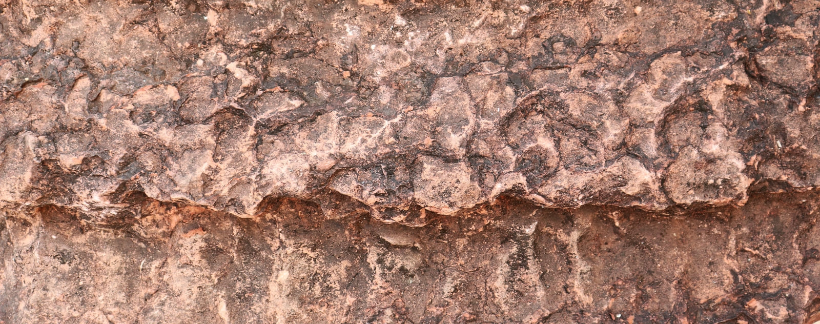stromatolite vu de près