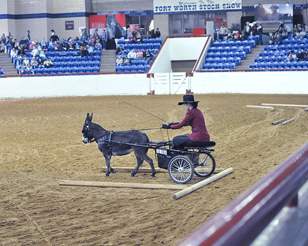 donkey driving through an obstacle course