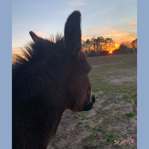 Donkey looking into the sunset.