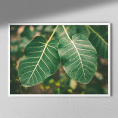 Fig Plant - Plant Photography | Green Leaves | Plant Wall Art