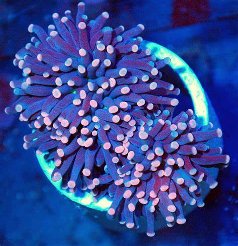TruBlu Supply Live Saltwater Coral Frag - Kenya Tree Soft Leather - 1 to 3  Inch Free Floating Frags TBSLSP1050