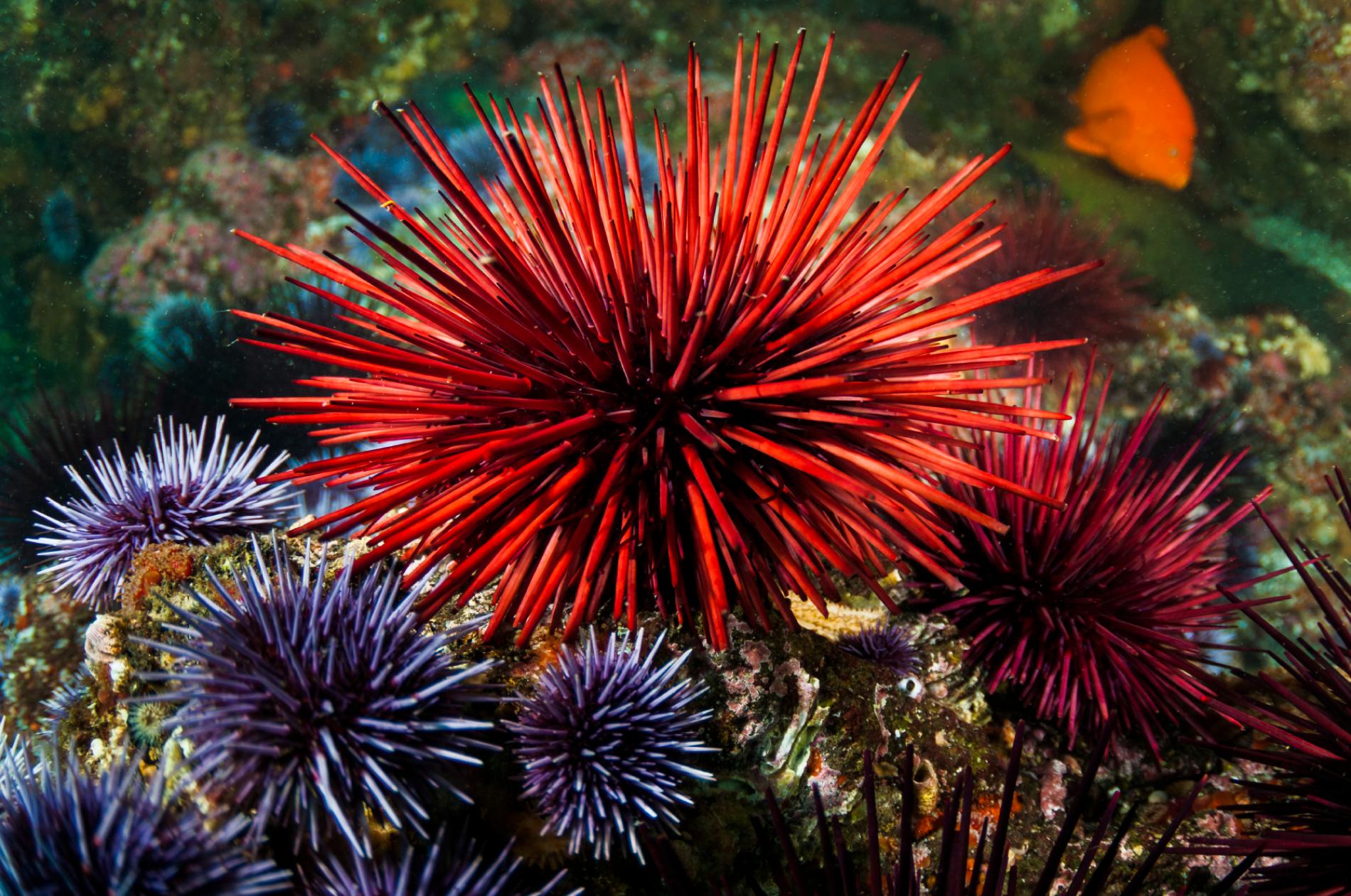 Sea urchin near me