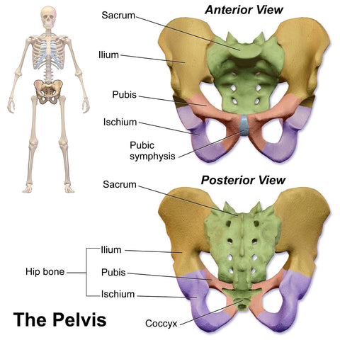 anterior and posterior view of a human pelvis