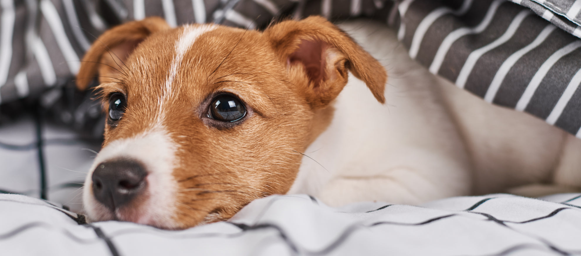 Foran dig Ond Skalk Omkring Xylitol forgiftning hos hunde og hvorfor man bruger det? – Os med  kæledyr.dk