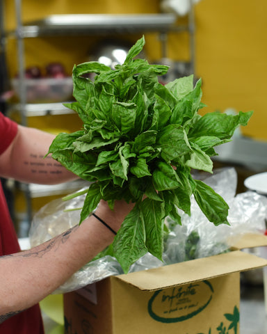 Large Handful of Fresh Green Basil