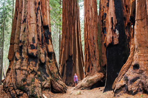A view of Giant Sequoias