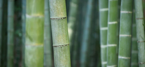 Bamboe Extract Haarvitamines IMPERIO