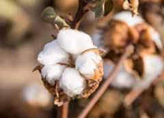 IMPERIO Haarvezels · Oplossing Kale Plekken Hoofd · Oplossing Dun Haar · Haarverdikker