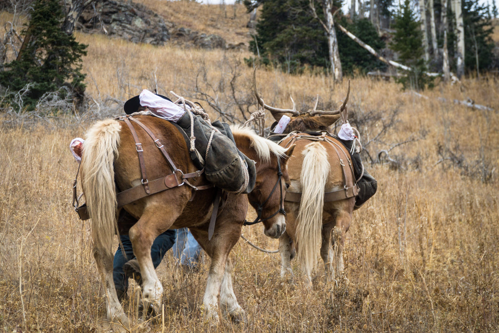 Guided Elk Hunting in the Flat Tops at Budge's Wilderness Lodge