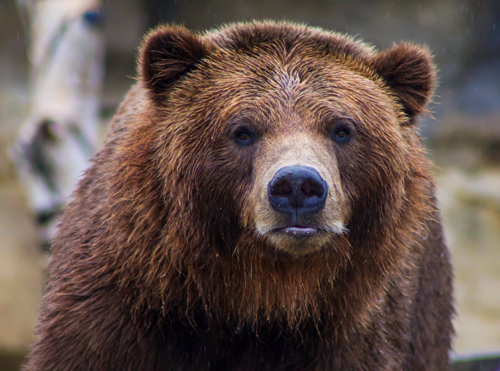 grizzlies bear jersey