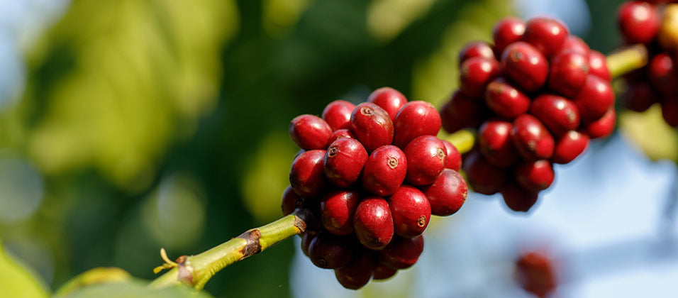 Kaffeebohnen - Warum Black Label Coffee anders ist