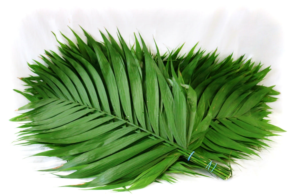Emerald Palm Pack of 15 Fresh Palm Leaves