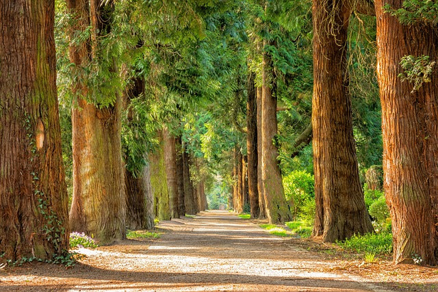 Avenue, Trees, Tree